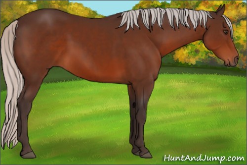 Horse Color:Silver Brown Sabino 