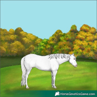 Horse Color:White Spotted Silver Classic Champagne Appaloosa 