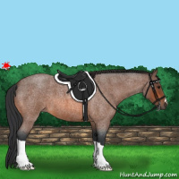 Horse Color:Bay Roan 