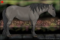 Horse Color:Grullo