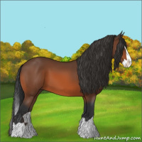 Horse Color:Bay Splash 