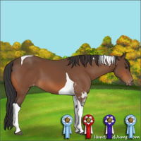 Horse Color:Bay Tobiano Appaloosa 