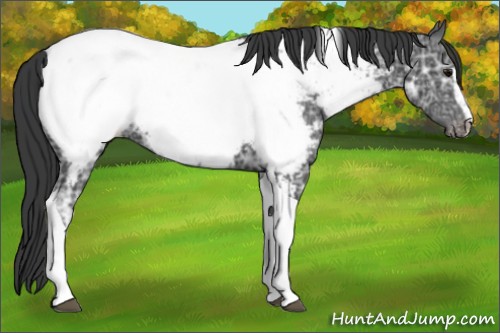 Horse Color:Black Ice Sabino Tobiano Near Fewspot 