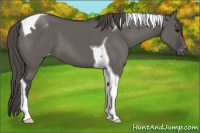 Horse Color:Grullo Tobiano Varnish 