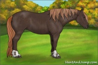 Horse Color:Liver Chestnut  and Liver Chestnut 