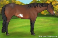 Horse Color:Bay Frame