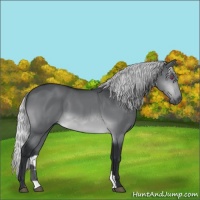 Horse Color:Silver Brown Chinchilla 