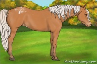 Horse Color:Silver Bay Appaloosa 