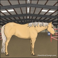 Horse Color:Palomino 