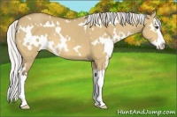 Horse Color:White Spotted Silver Buckskin Dun Splash 