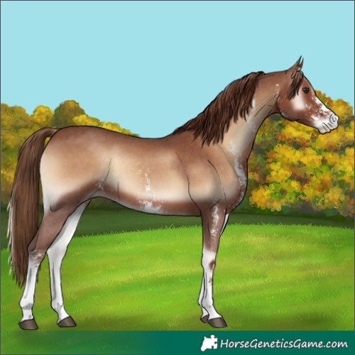 Horse Color:Red Onyx Sabino 