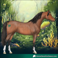 Horse Color:Bay Roan 