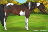 Horse Color:Brown Tobiano