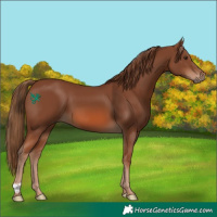 Horse Color:Chestnut 
