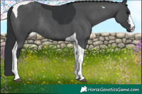 Horse Color:Black Tobiano Rabicano