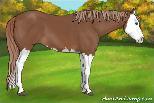Horse Color:Chestnut Splash 