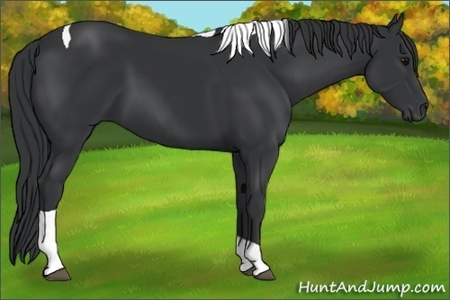 Horse Color:Black Tobiano Rabicano 