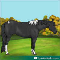 Horse Color:Black Tobiano Rabicano