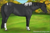 Horse Color:Black Tobiano Rabicano 