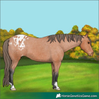 Horse Color:Bay Appaloosa 