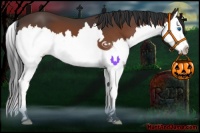 Horse Color:Bay Splash 