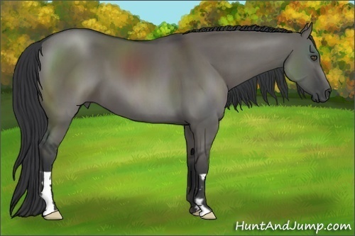 Horse Color:Grullo Frame 