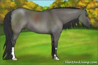 Horse Color:Grullo Frame