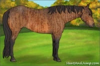 Horse Color:Brown Rabicano  and Buckskin Rabicano 