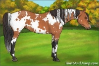 Horse Color:White Spotted Bay Frame