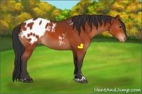 Horse Color:Bay Sabino Blanket Rabicano