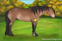 Horse Color:Bay Sabino Rabicano