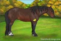 Horse Color:Brown Sabino