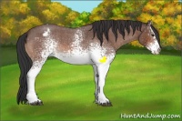 Horse Color:White Spotted Bay Roan Appaloosa 