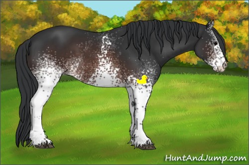 Horse Color:White Spotted Brown 