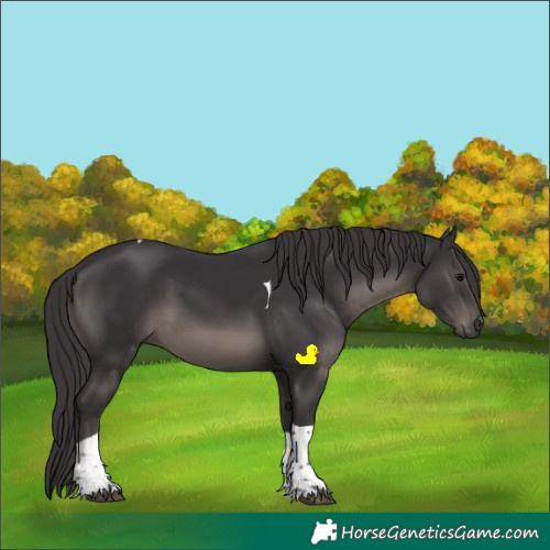 Horse Color:Smoky Black Sabino Tobiano 
