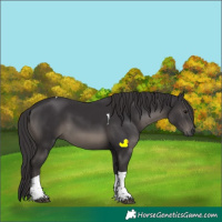 Horse Color:Smoky Black Sabino Tobiano 