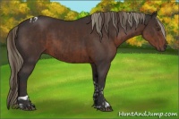 Horse Color:Liver Chestnut Tobiano  and Liver Chestnut 