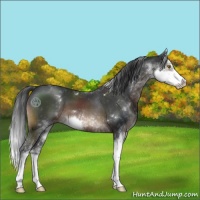 Horse Color:Brown Sabino