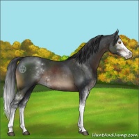 Horse Color:Brown Sabino