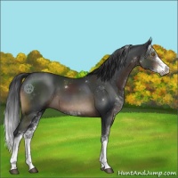 Horse Color:Brown Sabino 