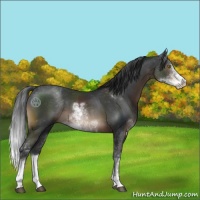 Horse Color:Brown Sabino 