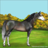 Horse Color:Brown Sabino
