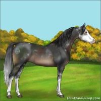 Horse Color:Brown Sabino