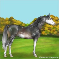 Horse Color:Brown Sabino 