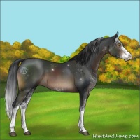 Horse Color:Brown Sabino