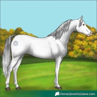 Horse Color:Brown Sabino
