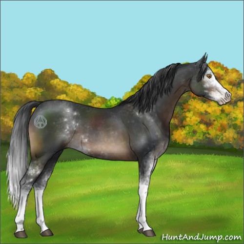 Horse Color:Brown Sabino