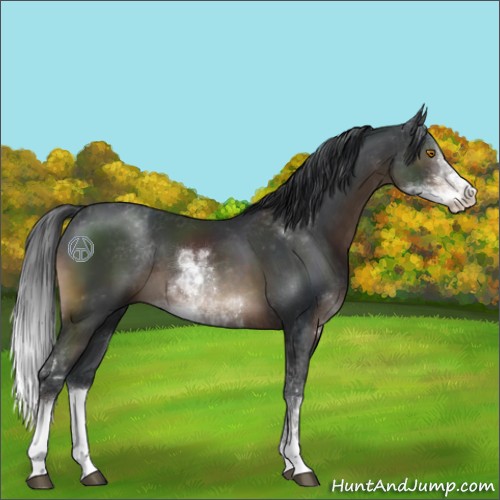 Horse Color:Brown Sabino