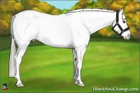 Horse Color:Liver Chestnut Appaloosa 