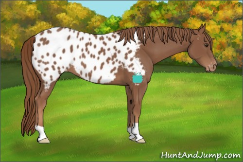 Horse Color:Chestnut Appaloosa 